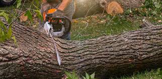 How Our Tree Care Process Works  in  Columbia, MD