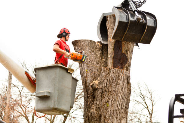 Best Storm Damage Tree Cleanup  in Columbia, MD